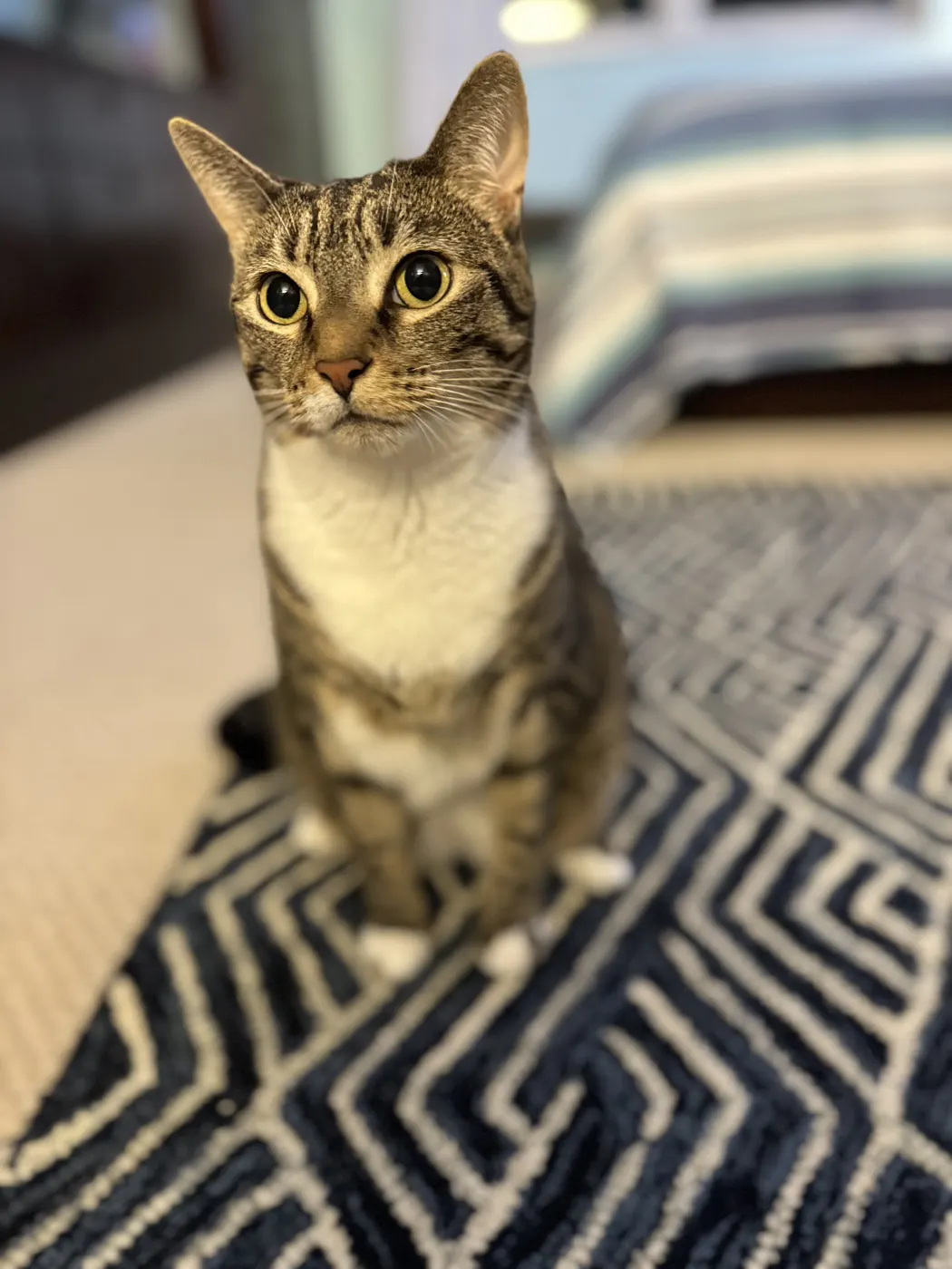Lola