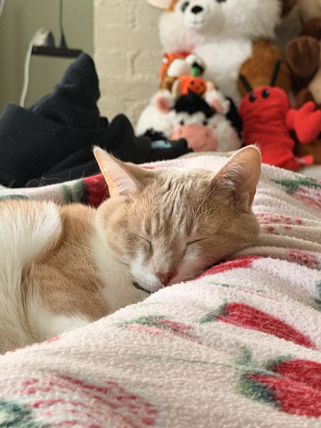 Teddy