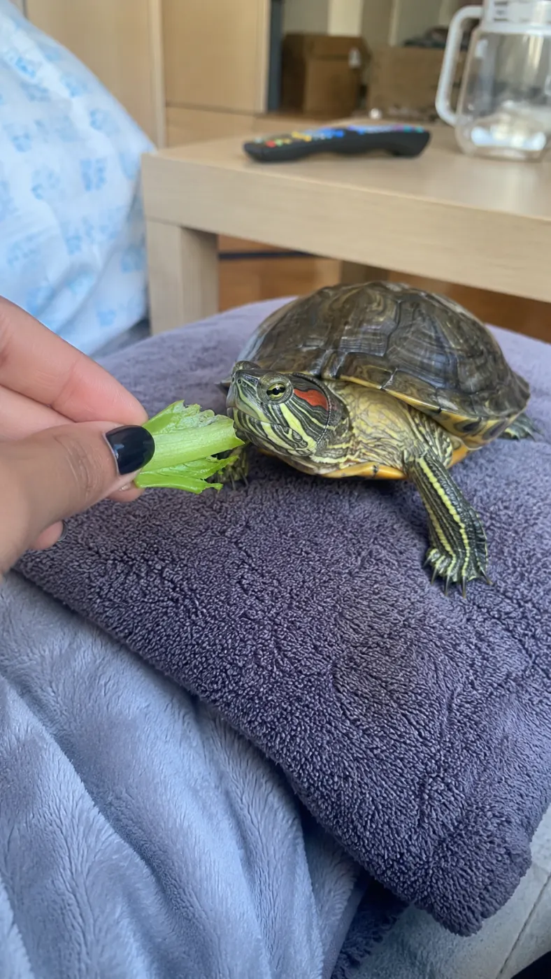 Pickle
