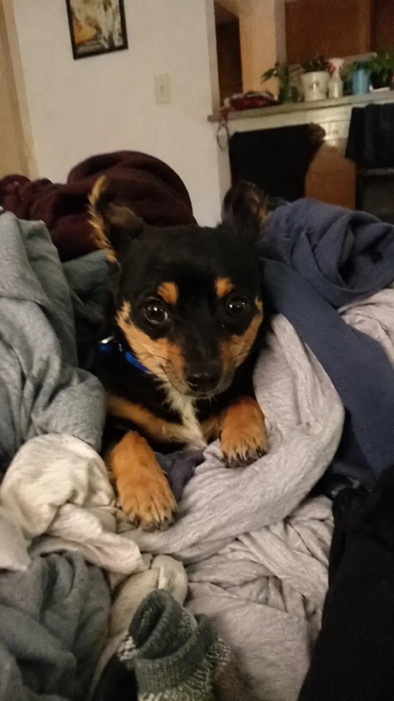 Nico