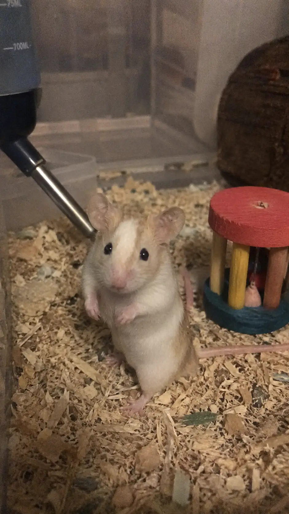 Pip
