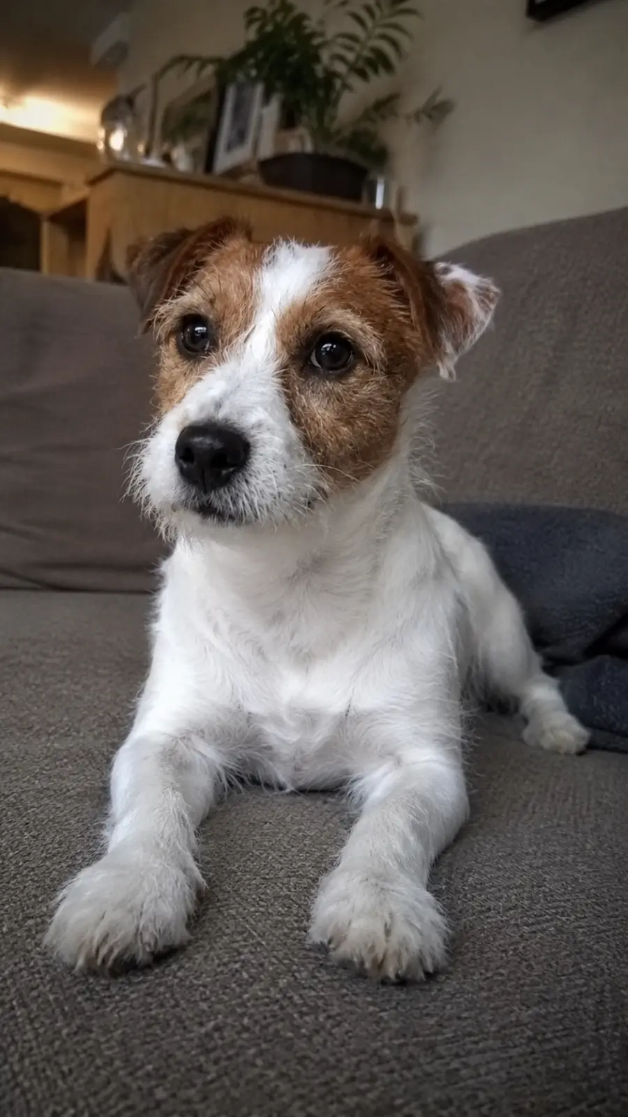 Poppy