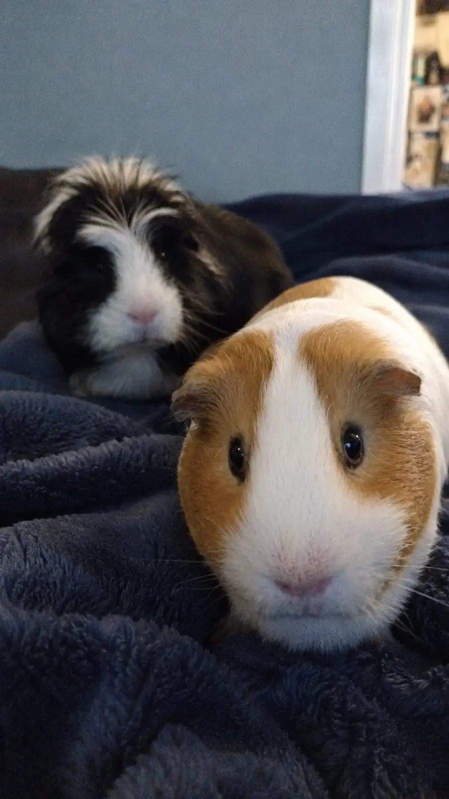 Biscuit