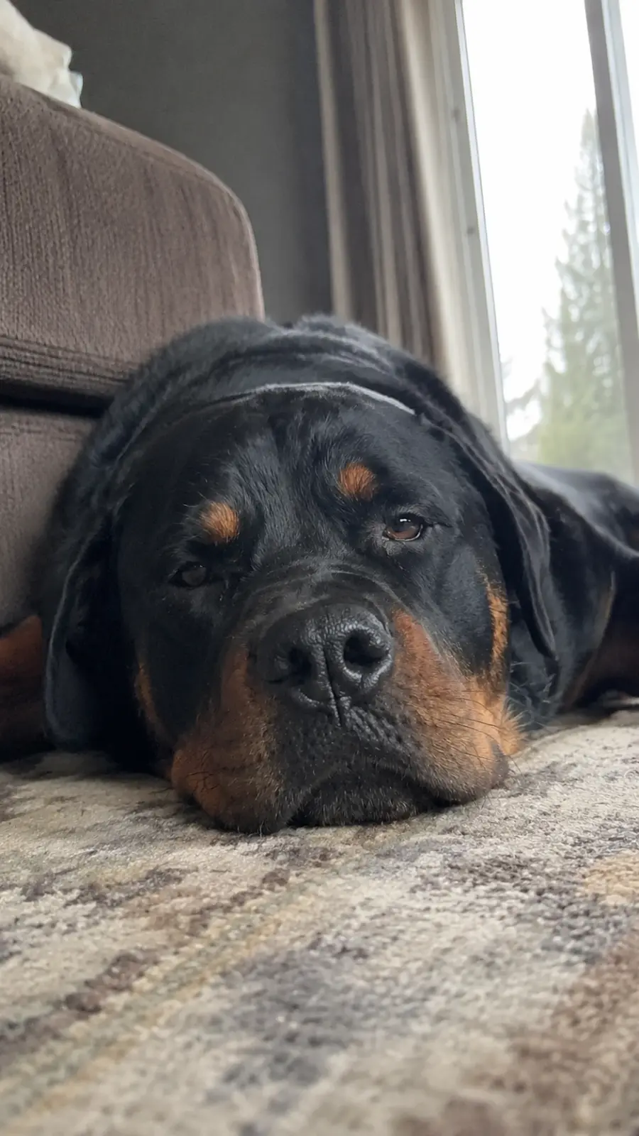 Bruno