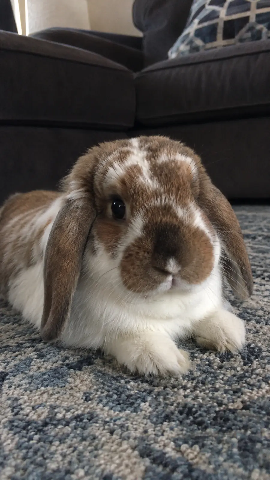Otis