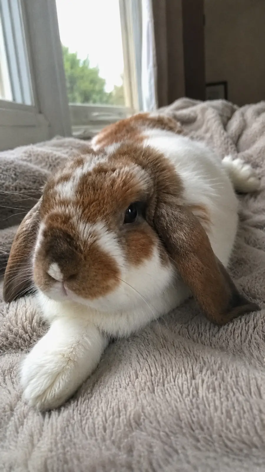 Otis
