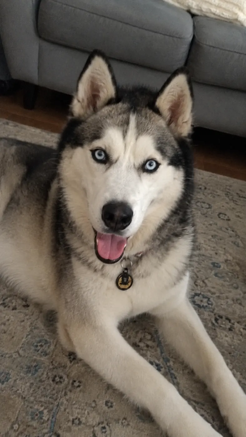 Koda