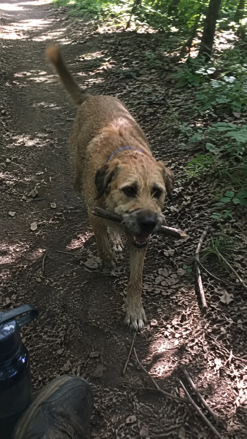 Buddy led the whole hike today