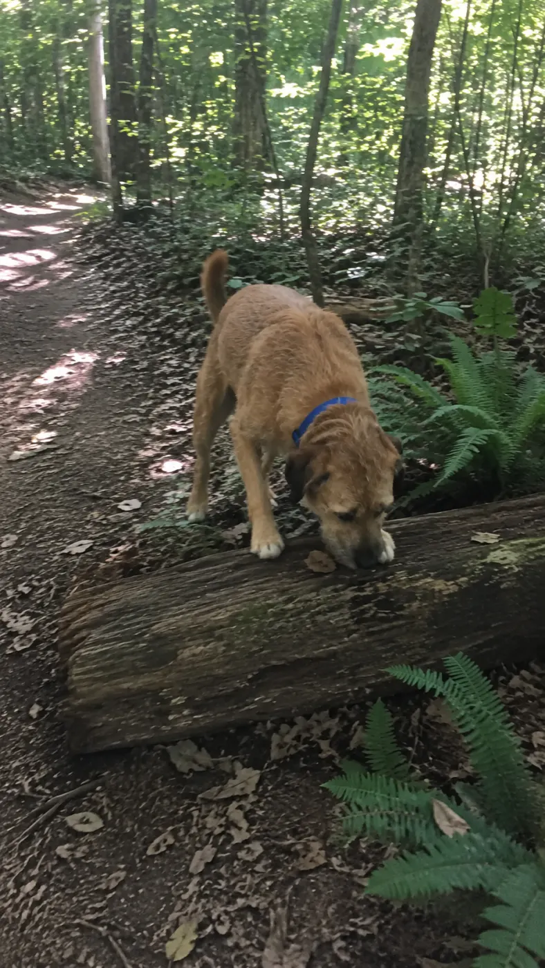 Buddy led the whole hike today