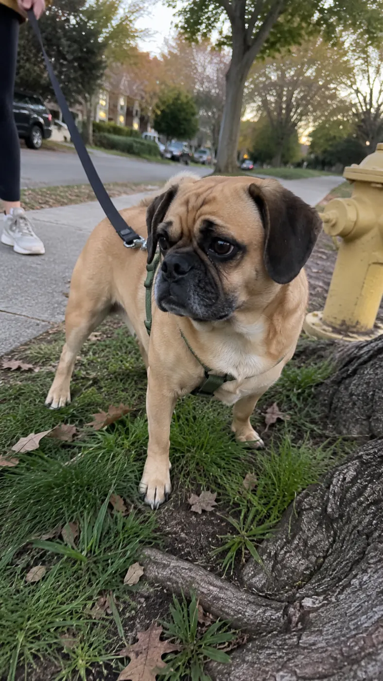 Milo