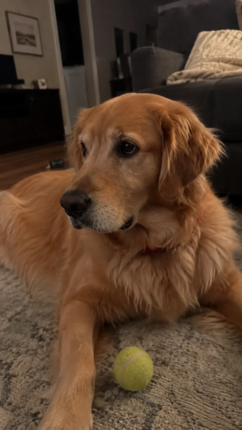 Maple’s Evening Sidewalk Watch