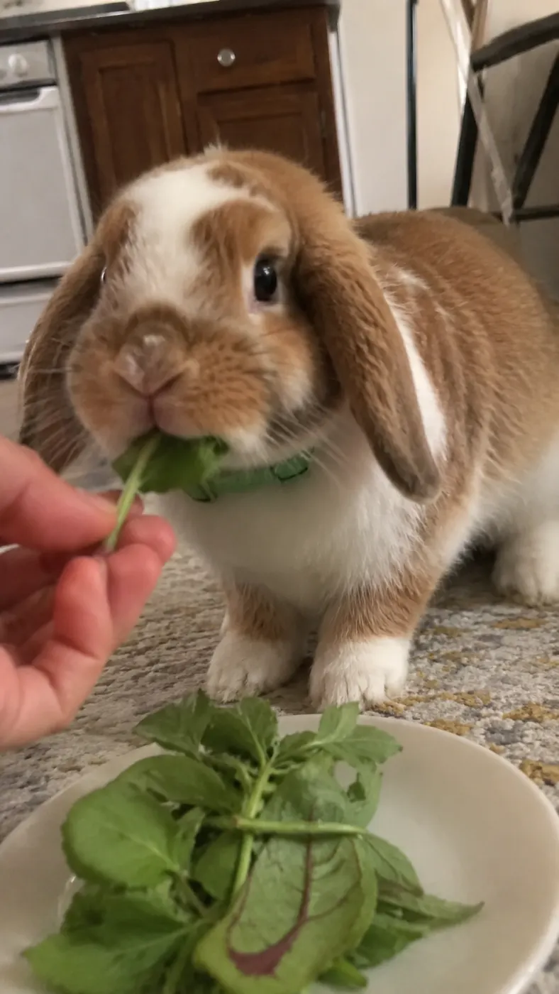 Miso’s Tiny Living Room Adventure