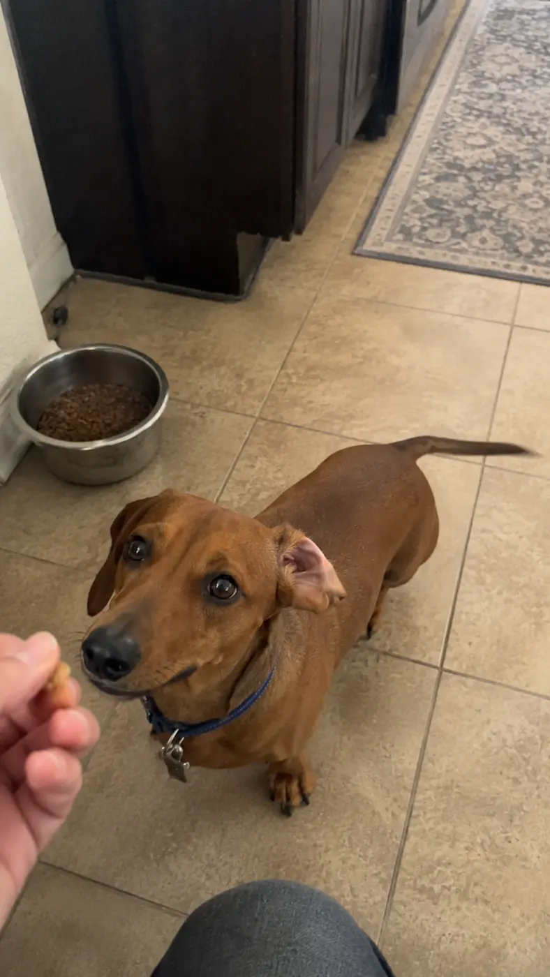 Ready for the Walk, Always Ready for Treats