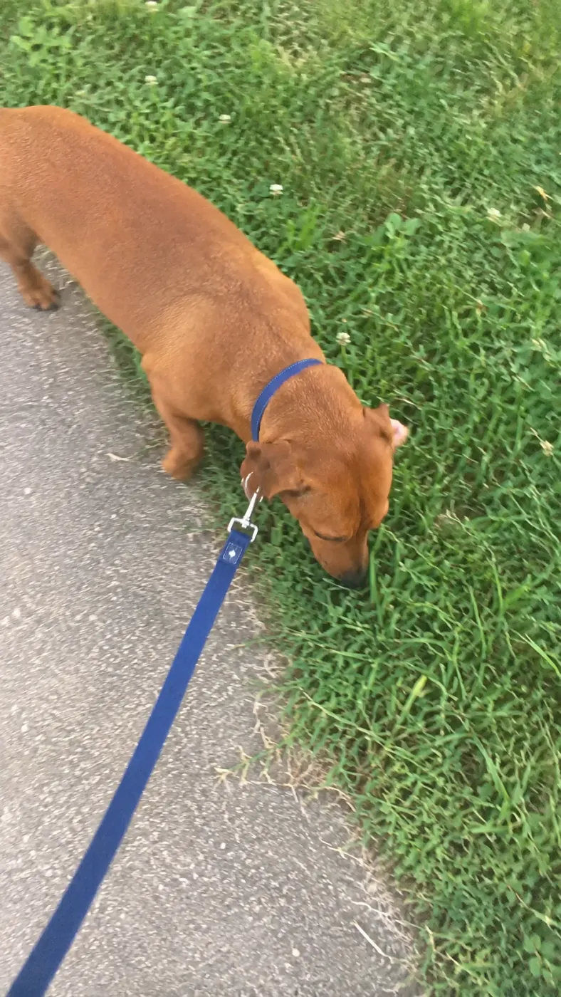 Ready for the Walk, Always Ready for Treats