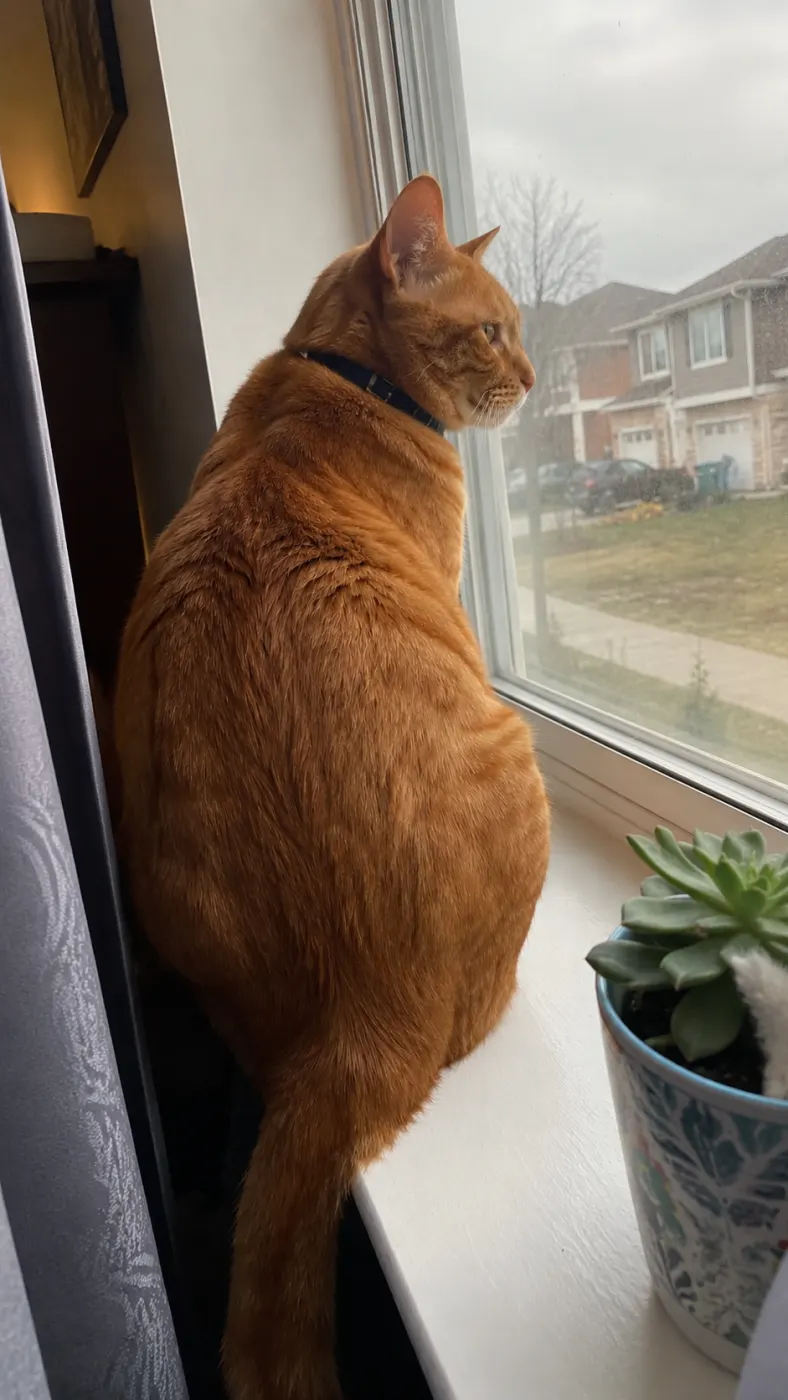 Toast’s Window Watch Routine