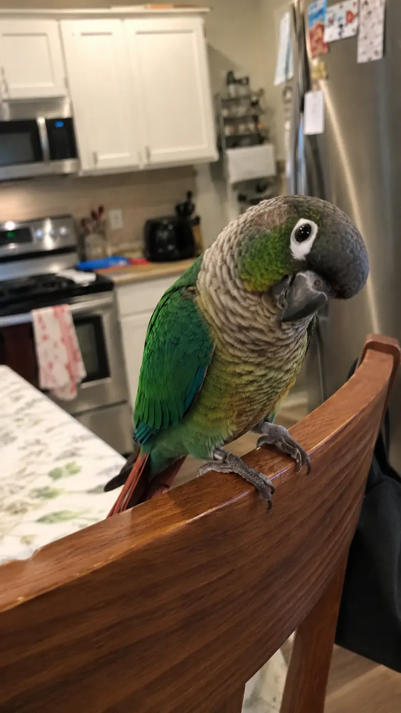 Kiwi’s Kitchen Adventure