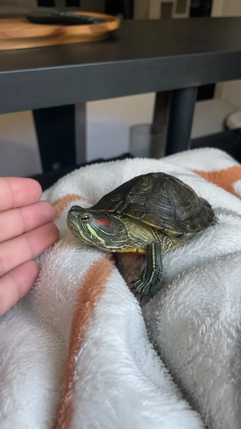 Pickle’s Slow Little Spa Day