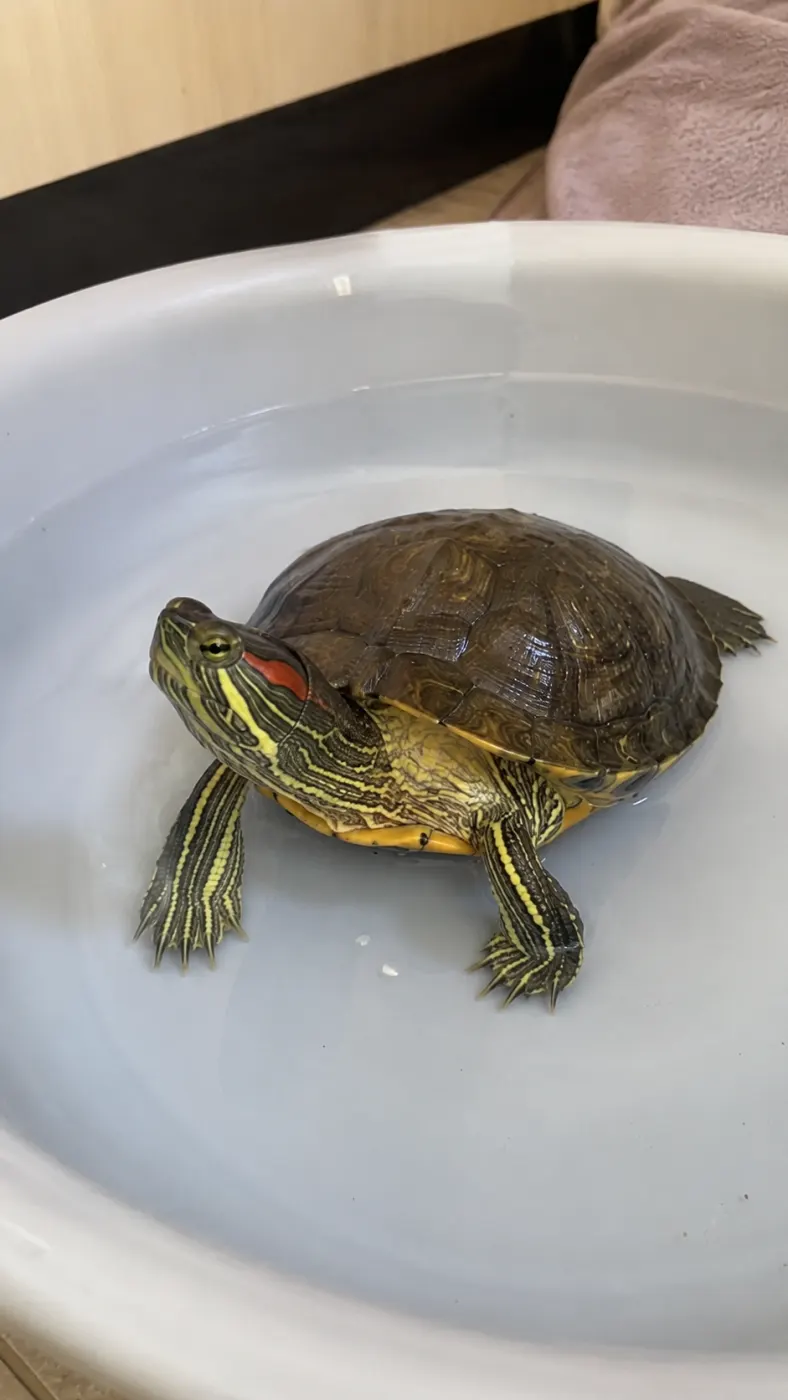 Pickle’s Slow Little Spa Day
