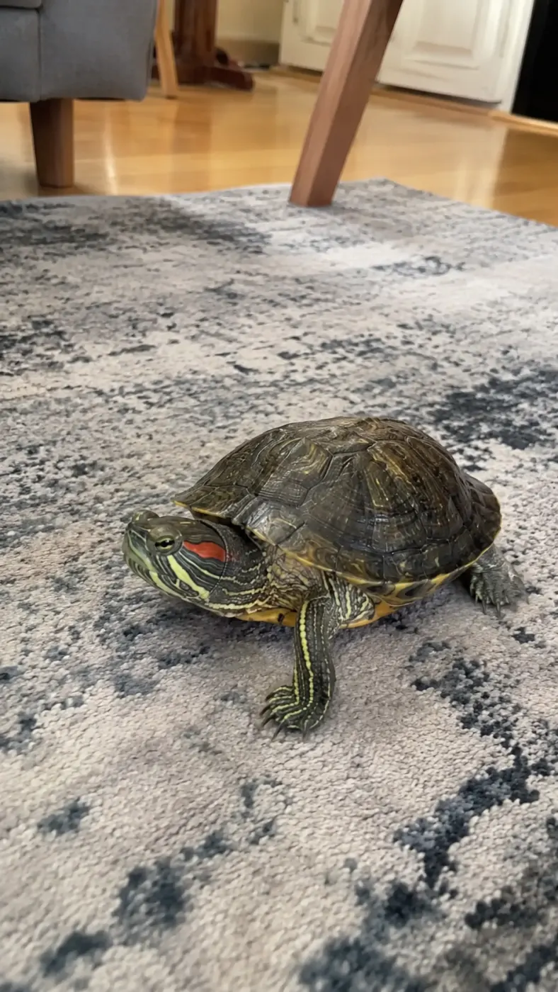 Pickle’s Slow Little Spa Day