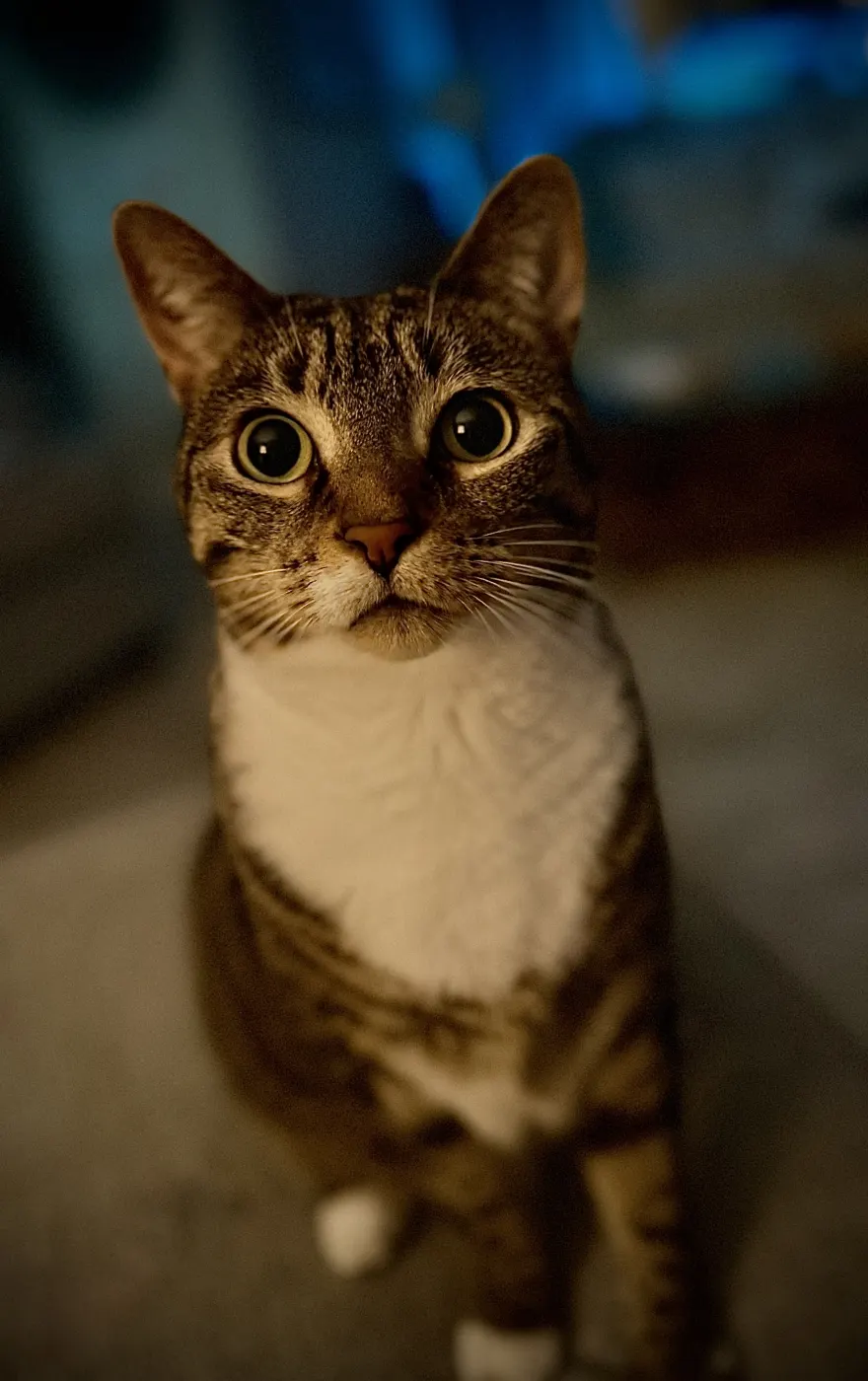 Serious Kitty