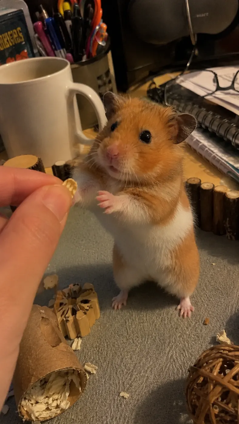 Biscuit’s Snack Routine