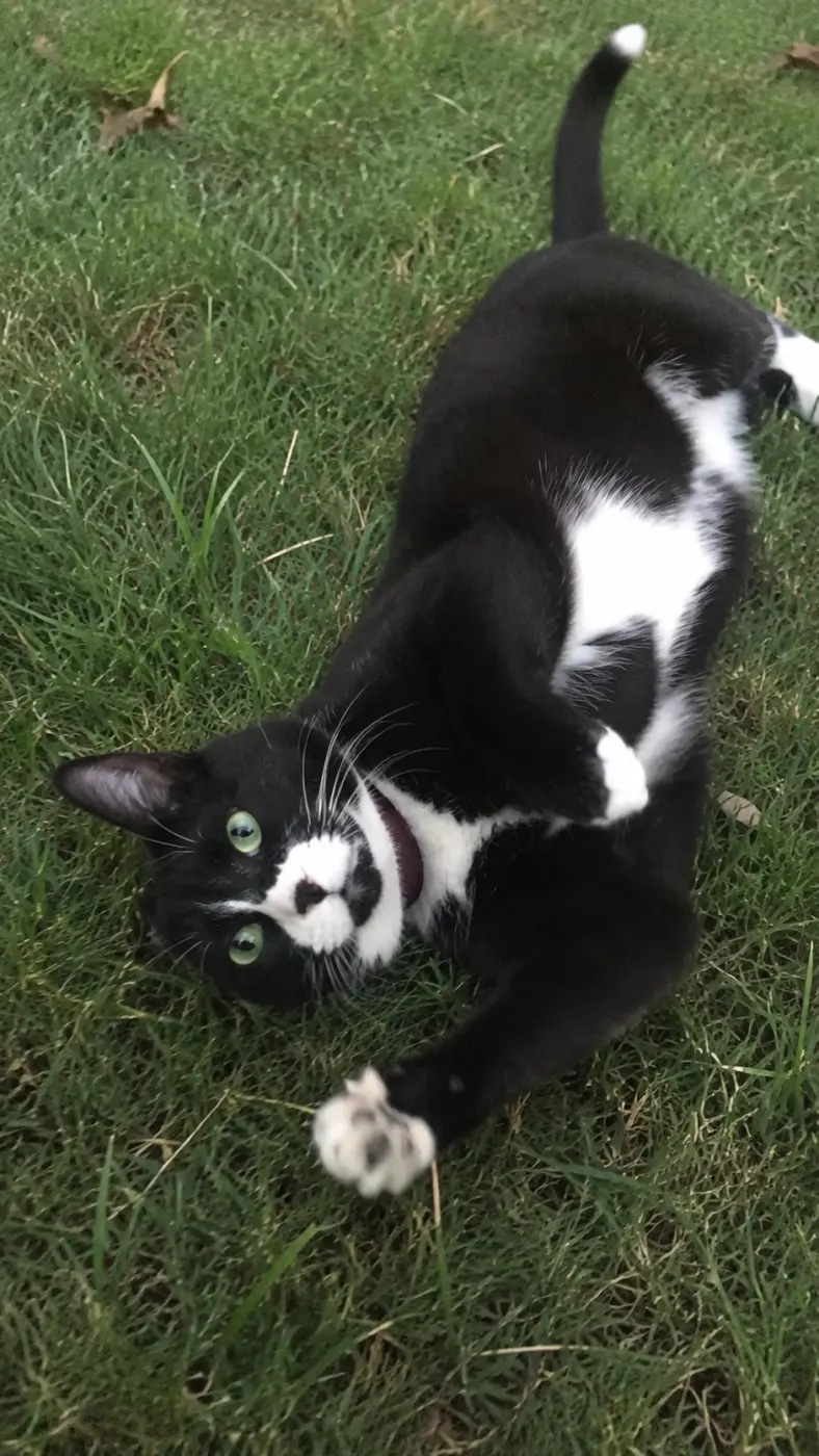 Olive’s Backyard Inspection