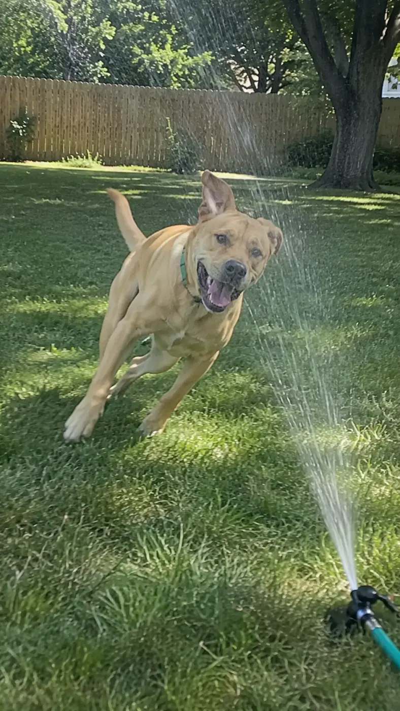 Cooper vs. the Sprinkler
