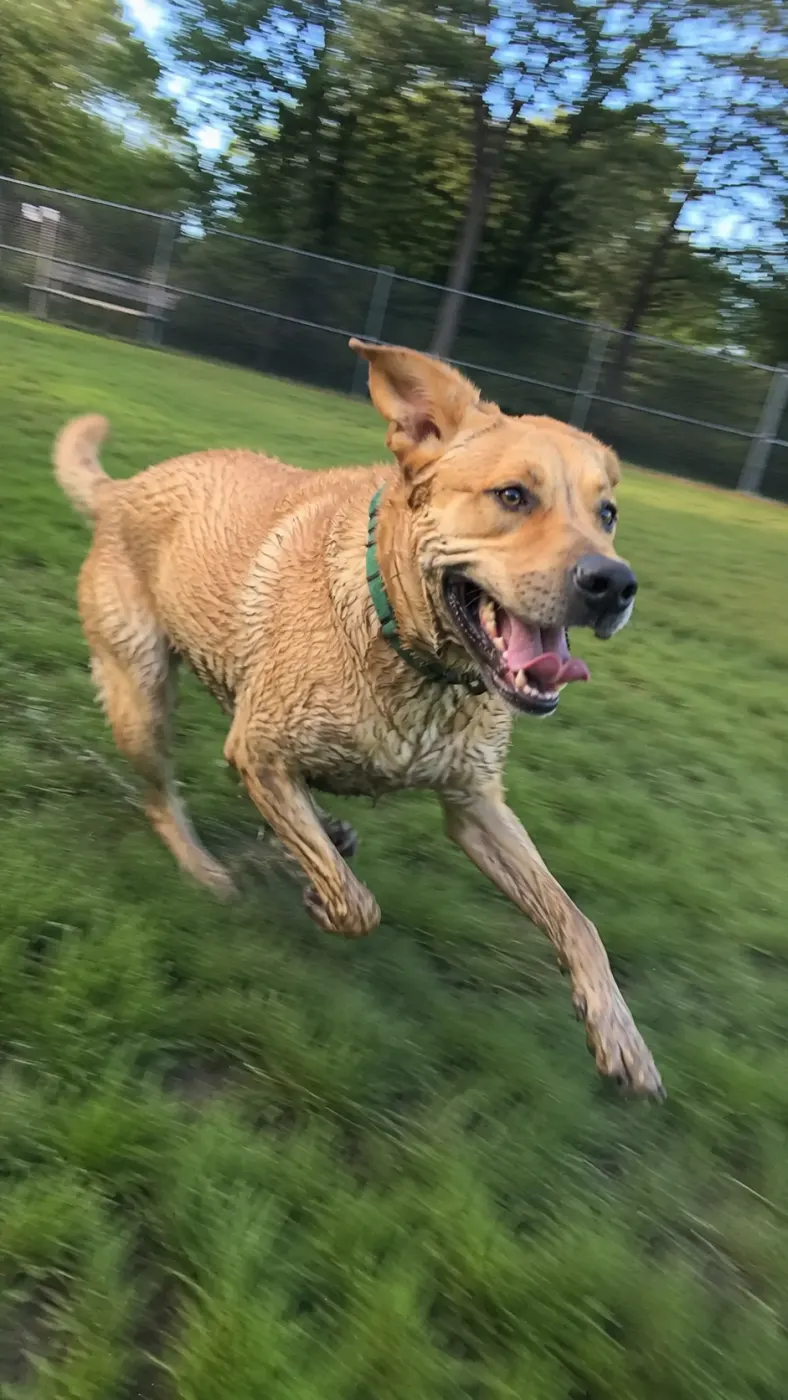 Cooper vs. the Sprinkler
