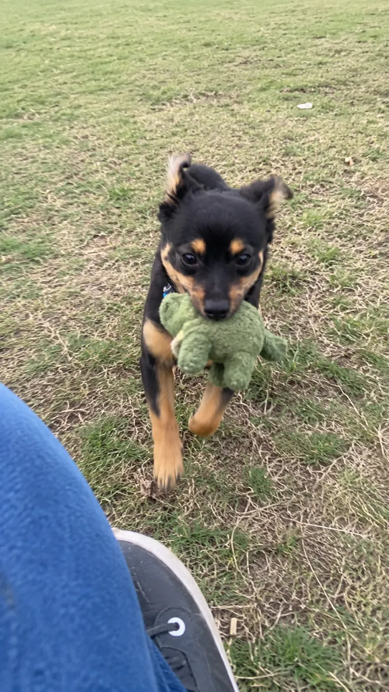 Nico could not pick a favorite toy