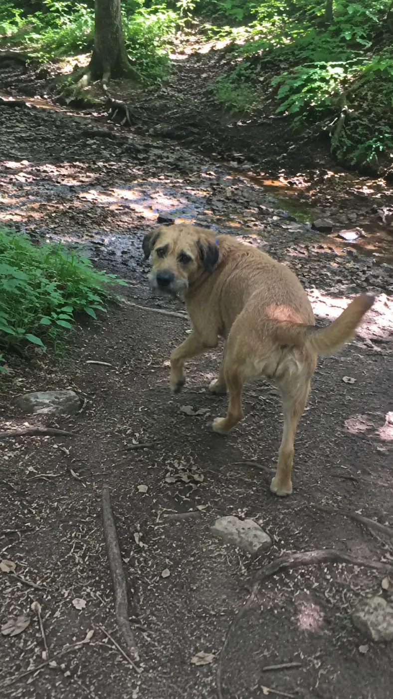Buddy led the whole hike today