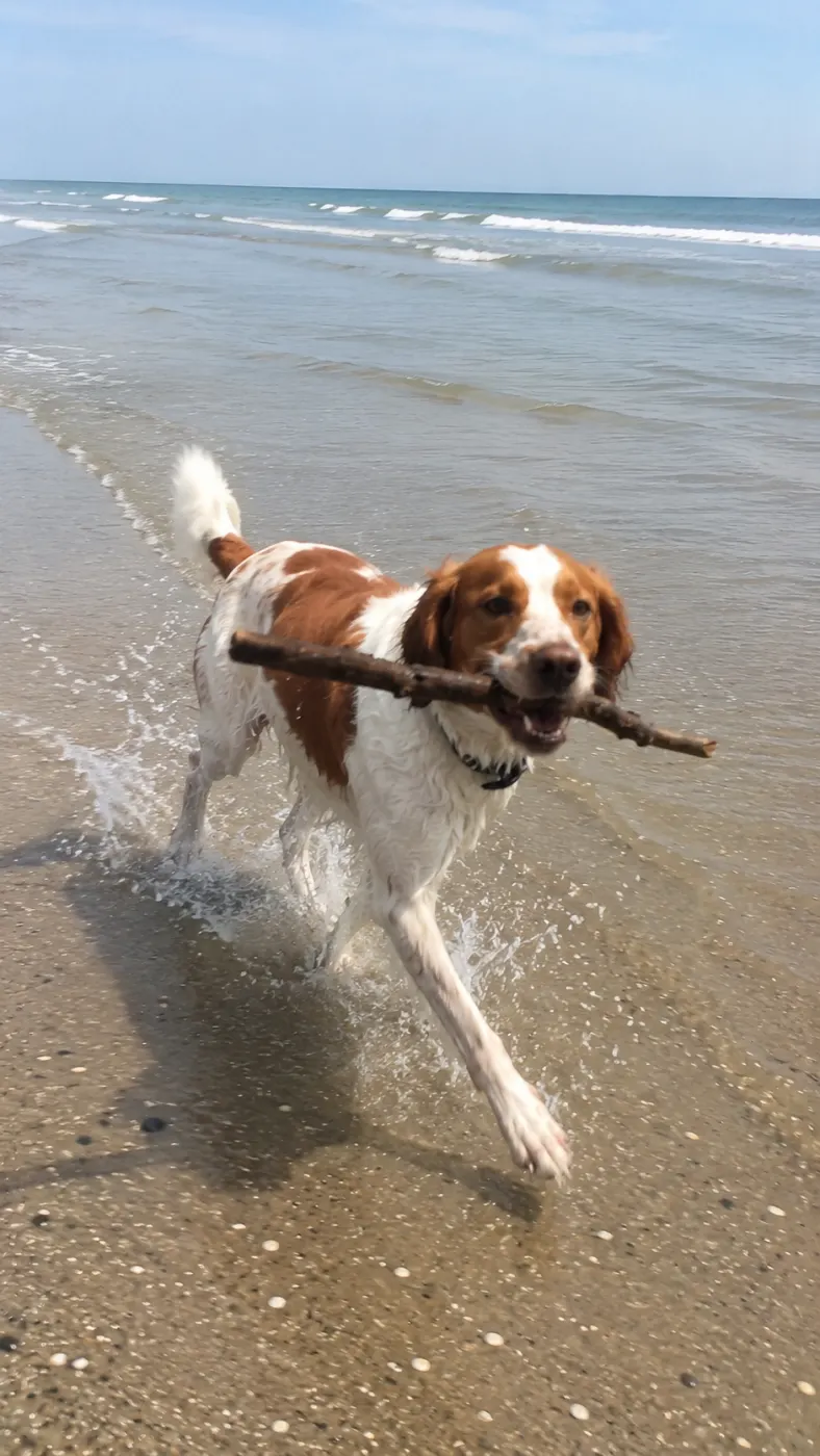 Scout’s perfect beach day