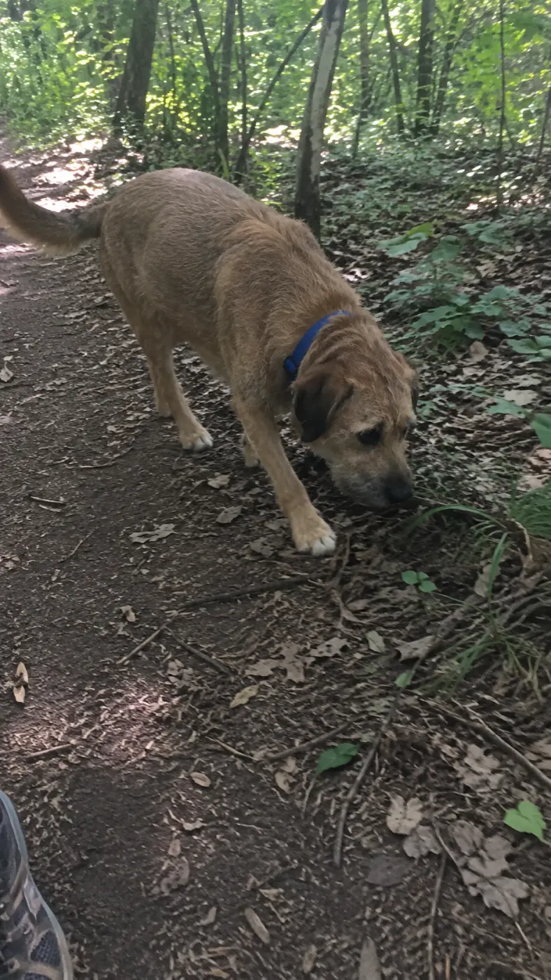 Buddy